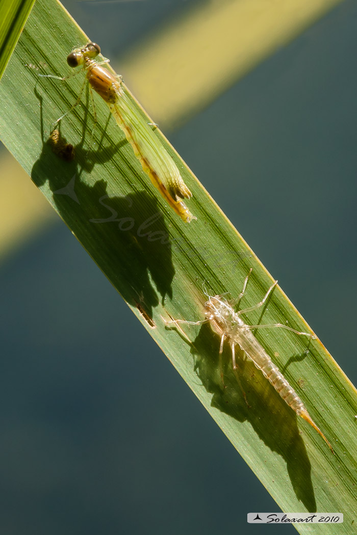 Zygoptera, Coenagrionidae, Ischnura Elegans (appena sfarfallata)
