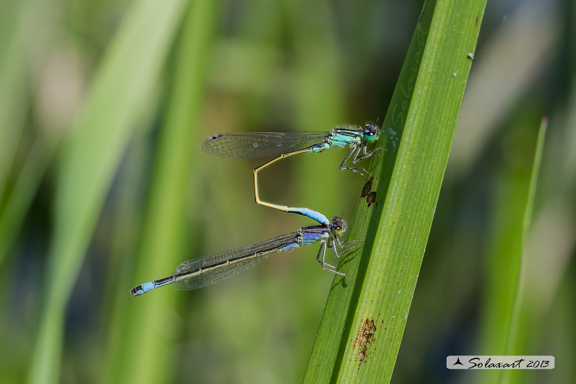 Ischnura elegans  (tandem per ovodeposizione ) - Blue-tailed Damselfly  (tandem on Ovipositing) 