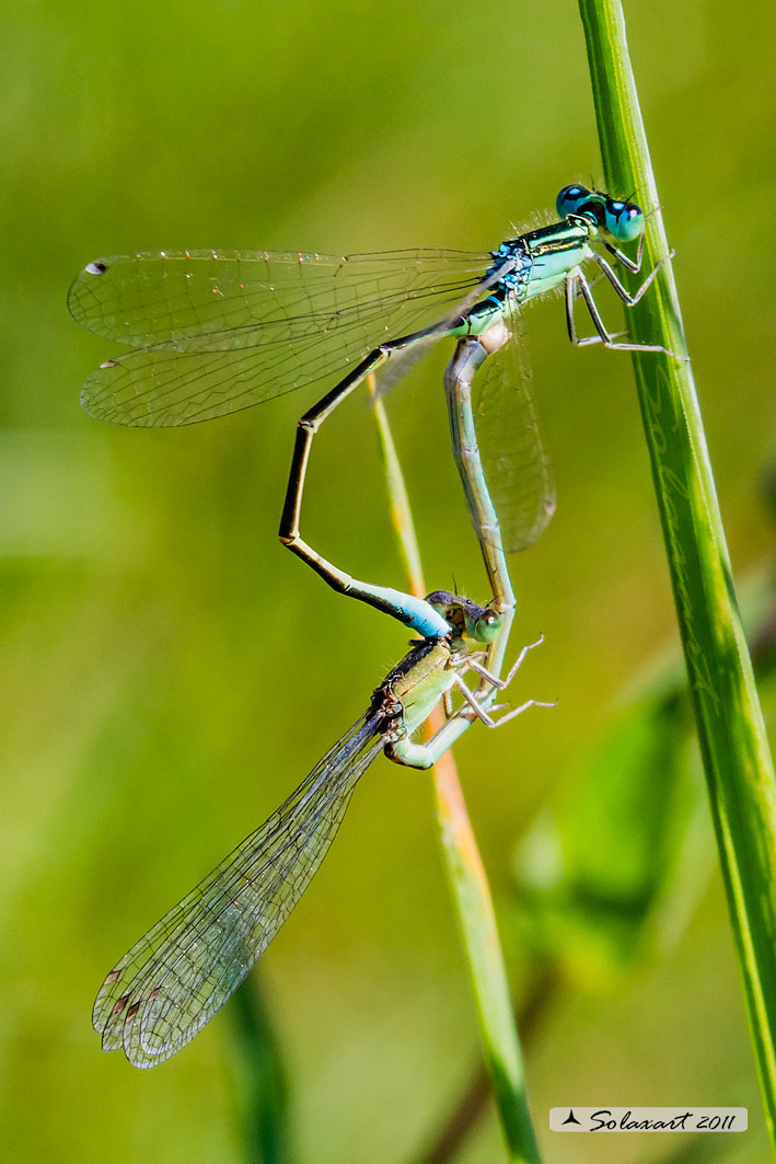Sottordine : Zygoptera, famiglia: Coenagrionidae, specie: Ischnura pumilio -  (copula) 