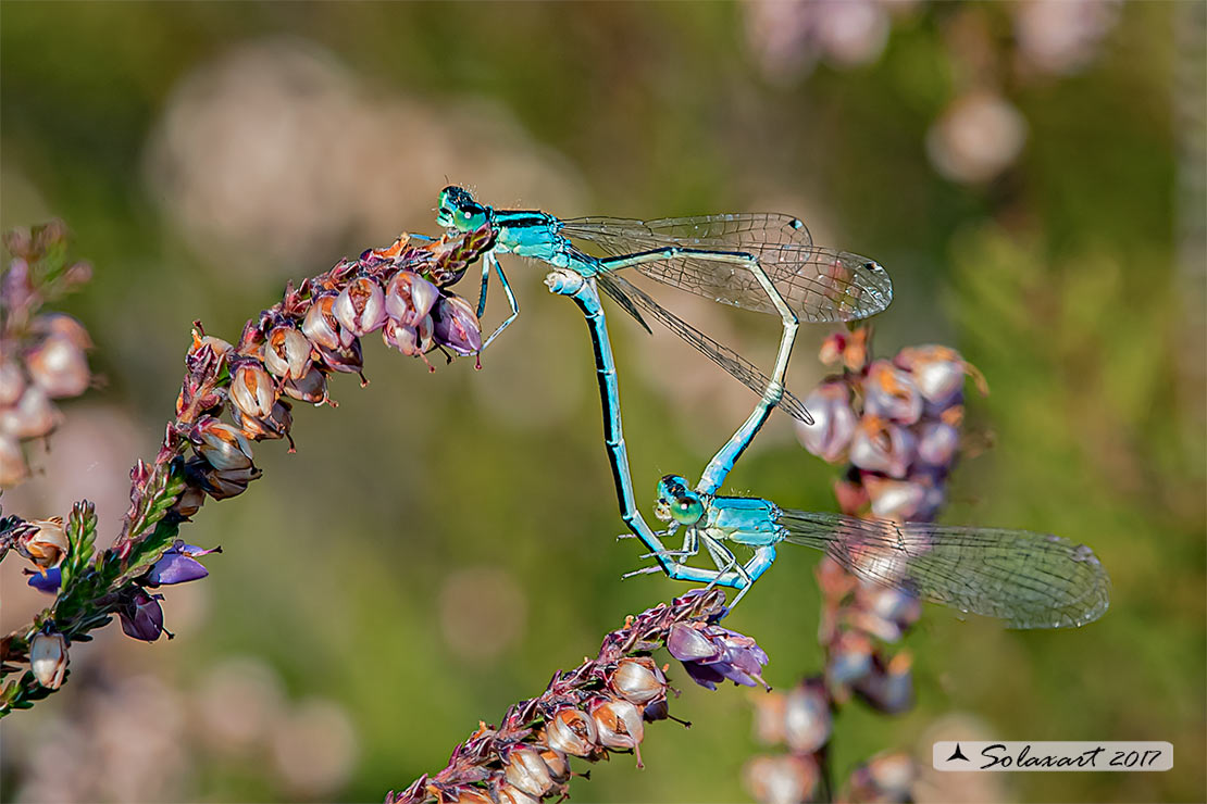 Ischnura pumilio  (copula)   ;   Scarce Blue-tailed Damselfly (mating wheel) 
