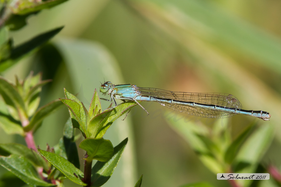 Sottordine : Zygoptera, famiglia: Coenagrionidae, specie: Ischnura pumilio -  (femmina matura) 
