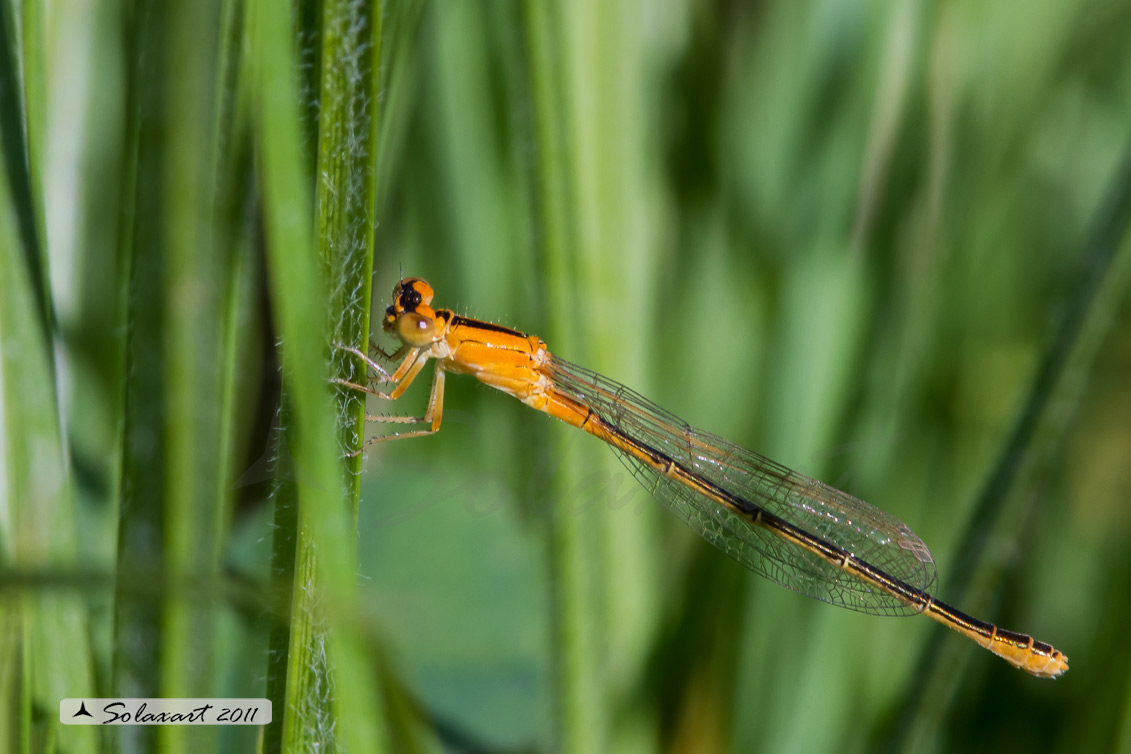 Sottordine : Zygoptera, famiglia: Coenagrionidae, specie: Ischnura pumilio (femmina immatura)