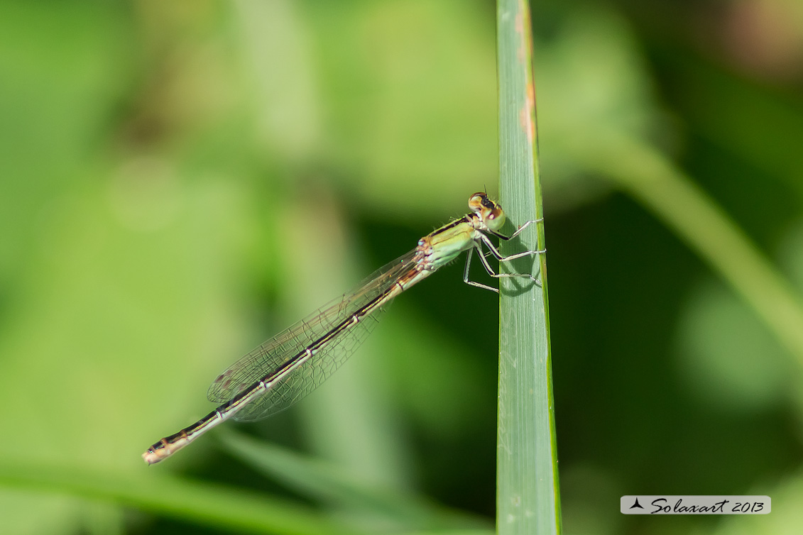 Ischnura pumilio  (femmina matura) - Scarce Blue-tailed Damselfly (mature female) 