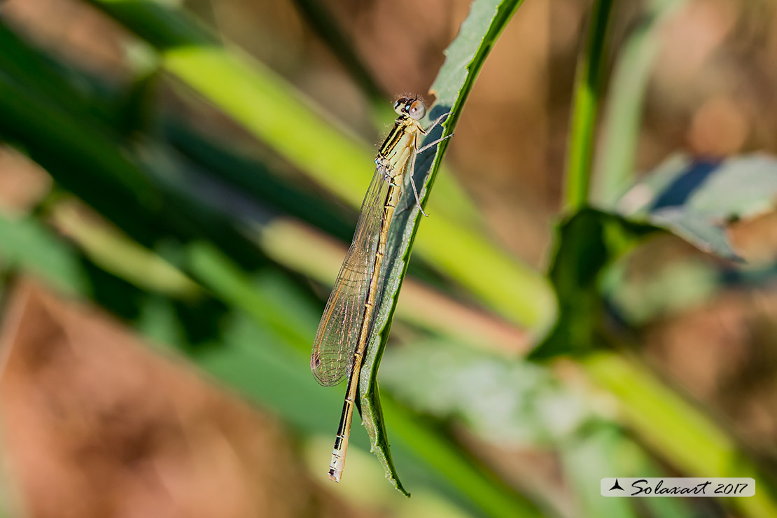 Ischnura pumilio  (maschio immaturo)   ;   Scarce Blue-tailed Damselfly (Youth male) 