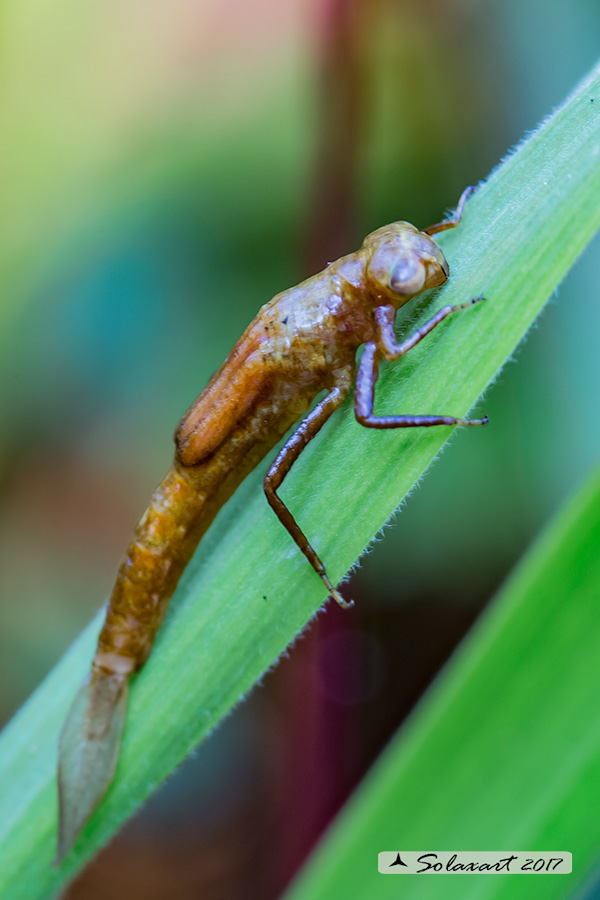 Ischnura pumilio cfr (larva) ;   Scarce Blue-tailed Damselfly cfr (larva) 