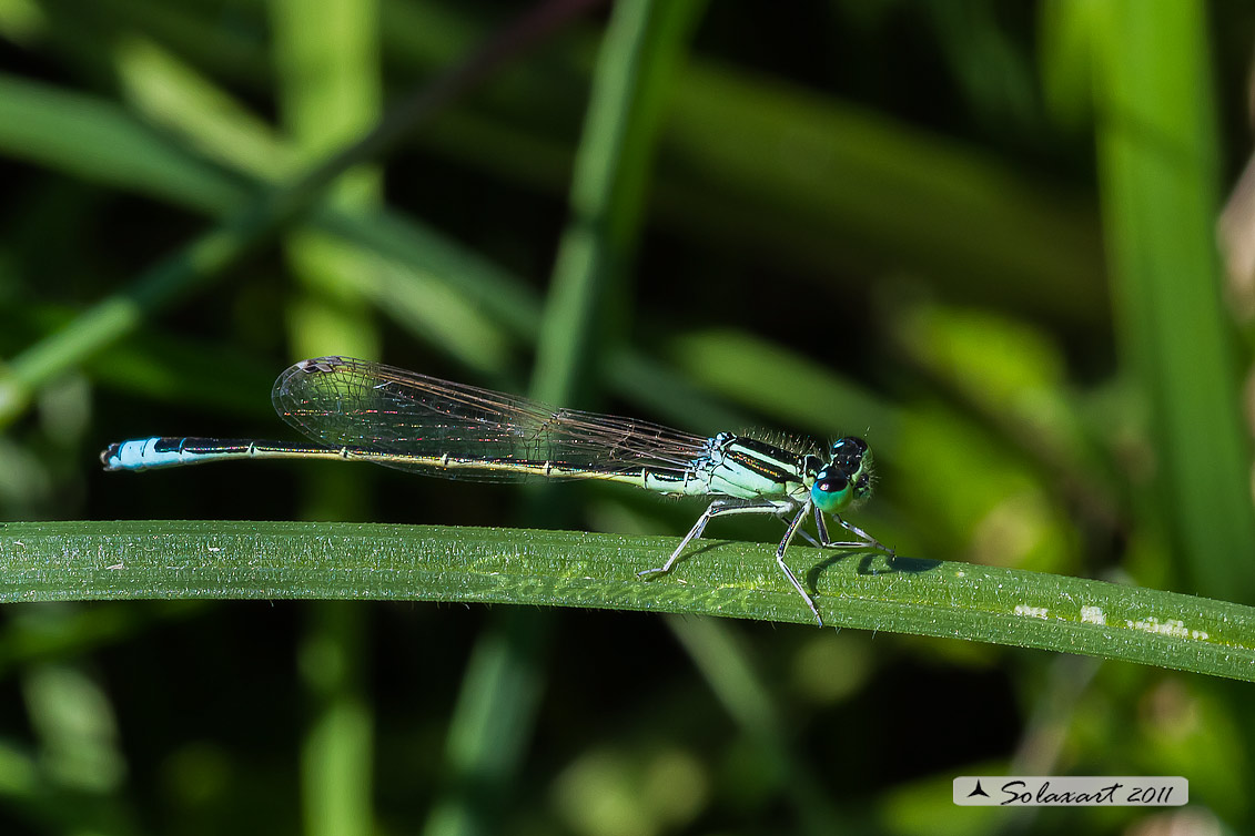 Sottordine : Zygoptera, famiglia: Coenagrionidae, specie: Ischnura pumilio -  (maschio) 