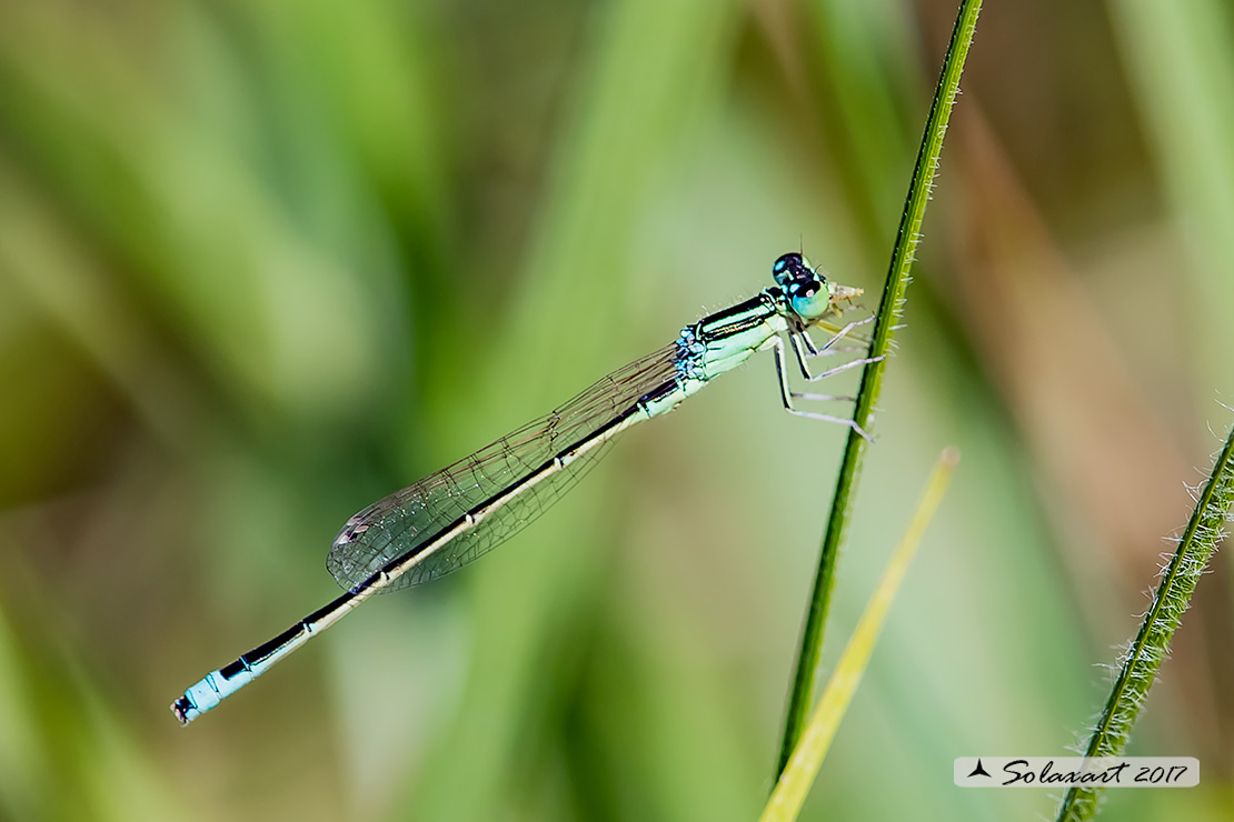 Ischnura pumilio  (maschio)   ;   Scarce Blue-tailed Damselfly (male) 