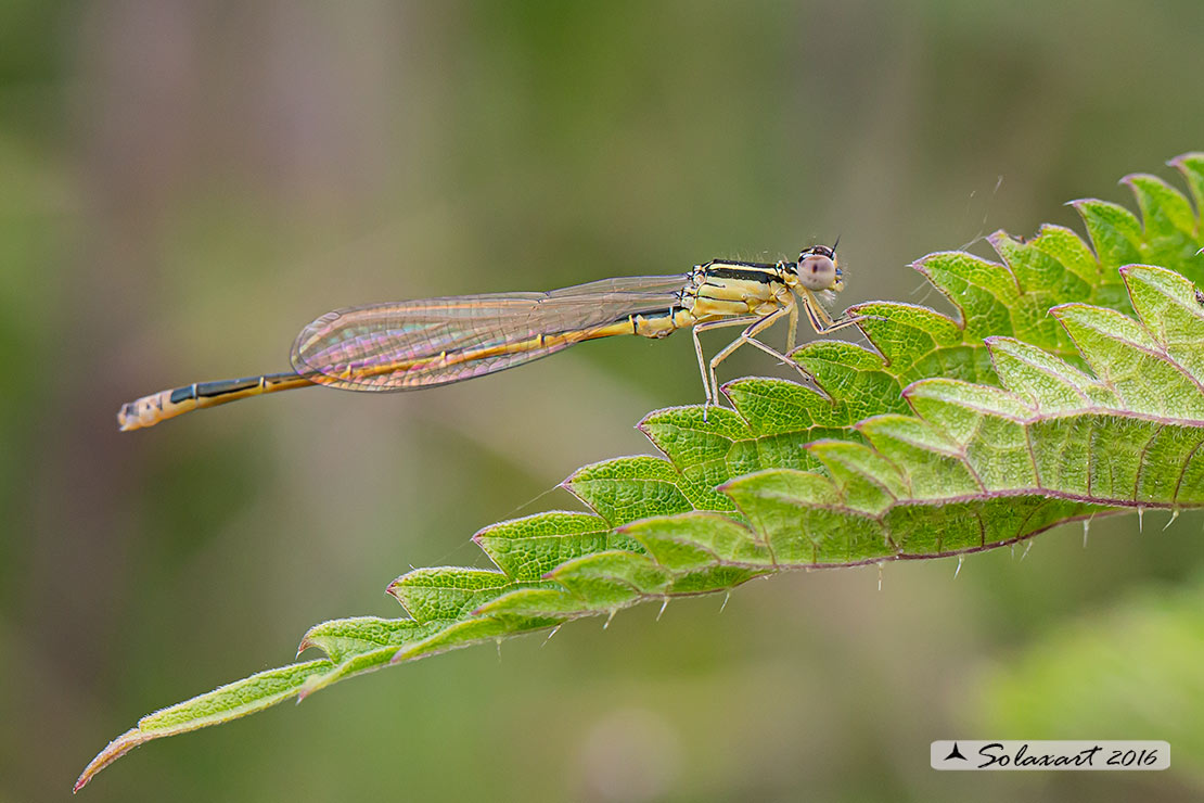 Ischnura pumilio  (maschio immaturo)   ;   Scarce Blue-tailed Damselfly (teneral male) 
