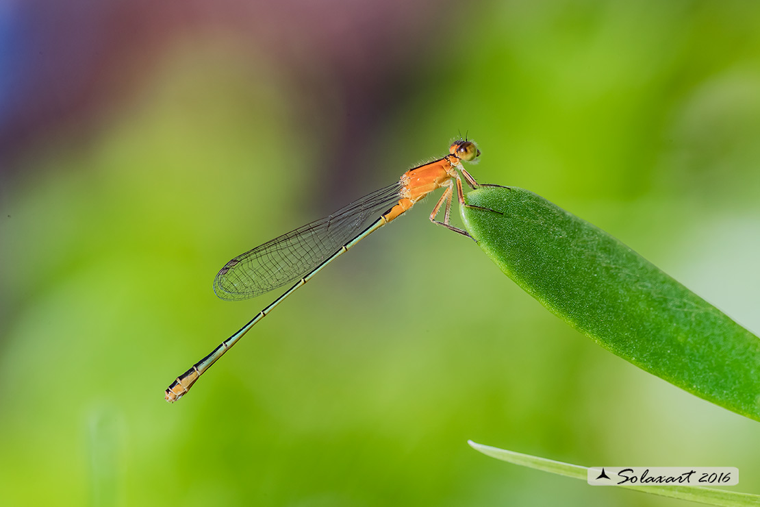 Ischnura ramburi:  Rambur's forktail (female)