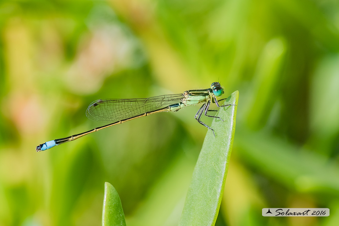 Ischnura ramburi:  Rambur's forktail (male)