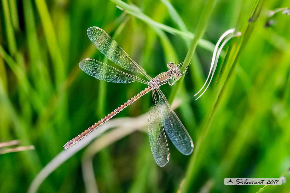 Lestes barbarus: - Verdina barbara (femmina) - Southern Emerald Damselfly (female)