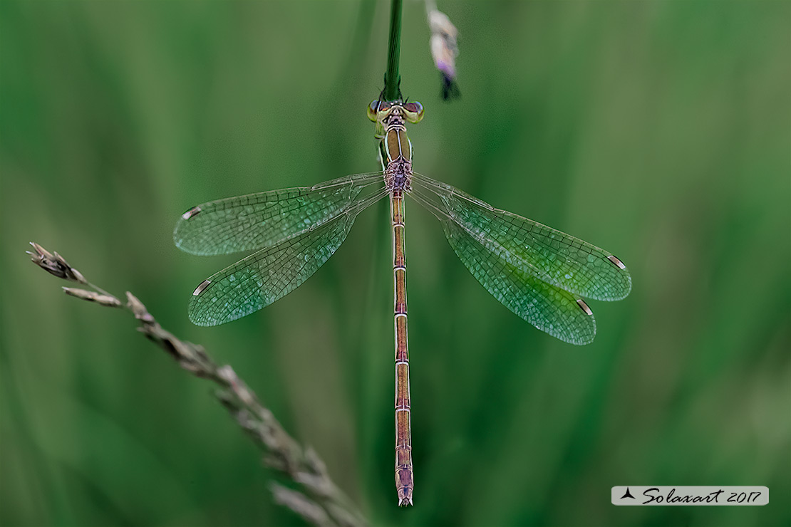 Lestes barbarus ♀