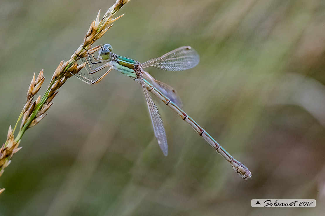 Lestes barbarus: - Verdina barbara (femmina) - Southern Emerald Damselfly (female)