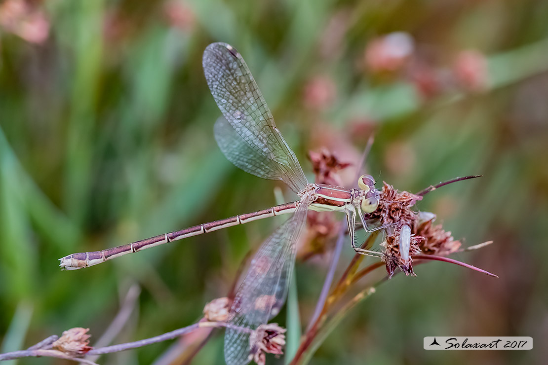 Lestes barbarus: - Verdina barbara (femmina) - Southern Emerald Damselfly (female)