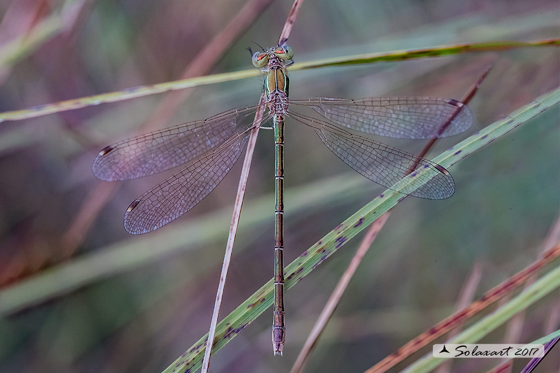 Lestes barbarus ♀
