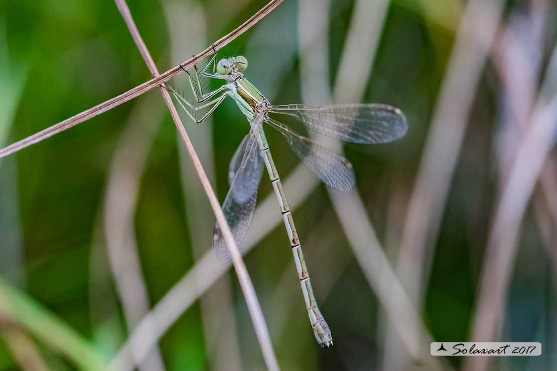Lestes barbarus: - Verdina barbara (femmina) - Southern Emerald Damselfly (female)