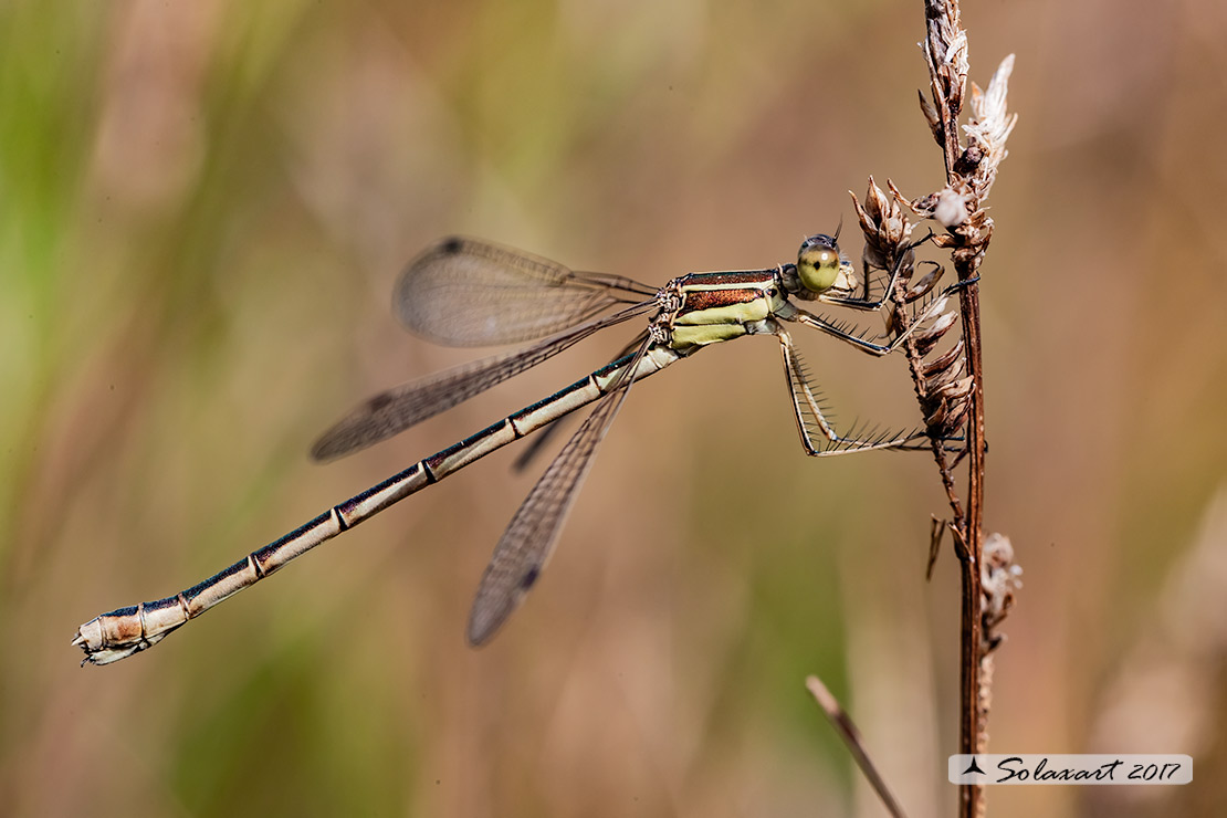 Lestes barbarus: - Verdina barbara (femmina) - Southern Emerald Damselfly (female)