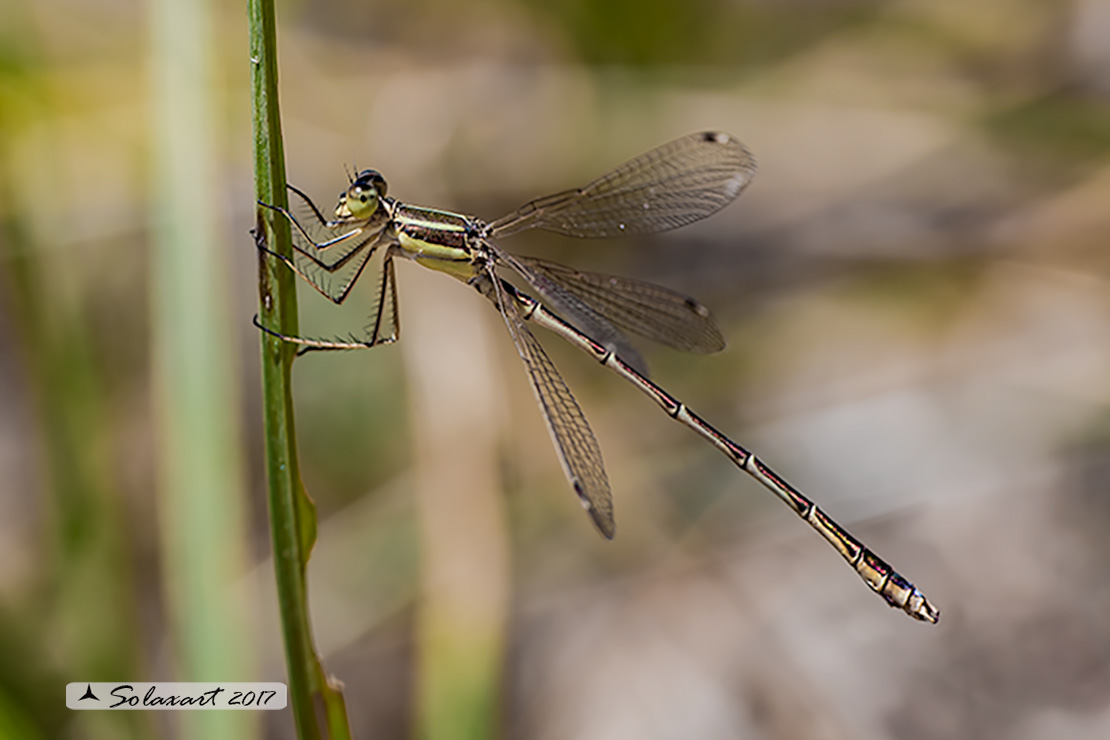Lestes barbarus: - Verdina barbara (maschio) - Southern Emerald Damselfly (male)
