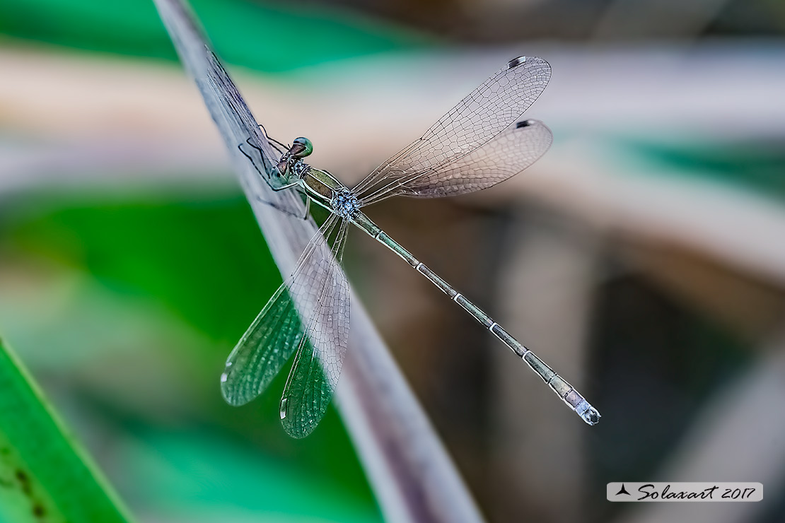 Lestes_barbarus