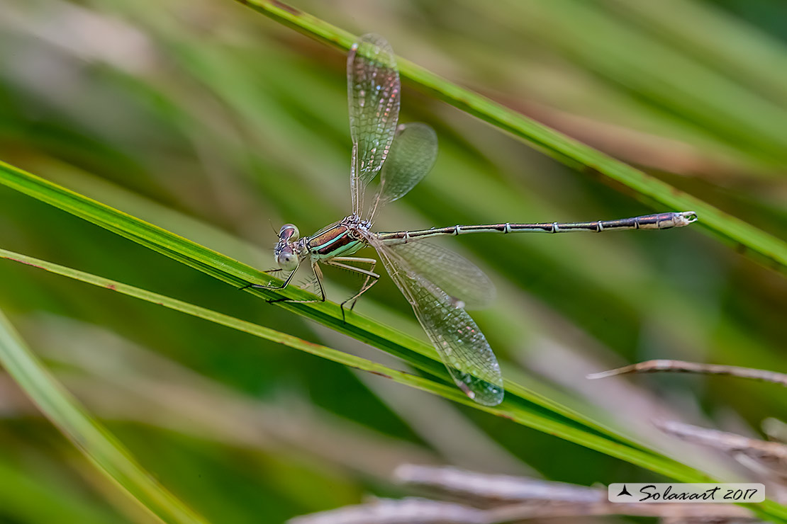Lestes_barbarus