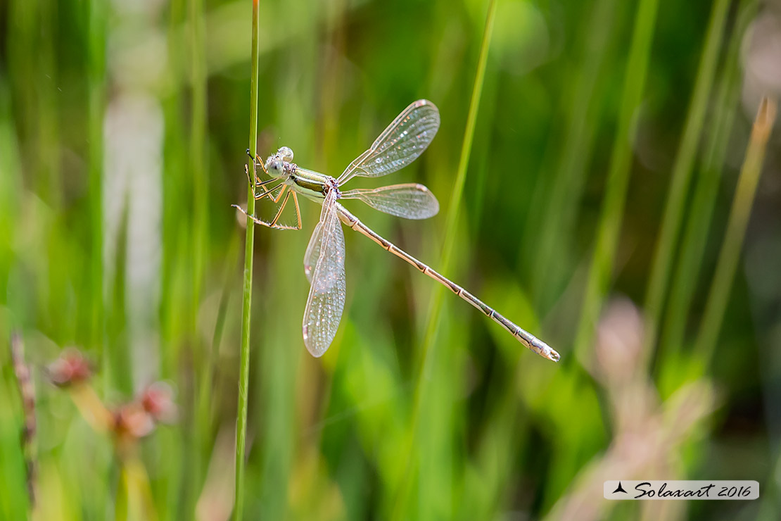 Lestes_barbarus