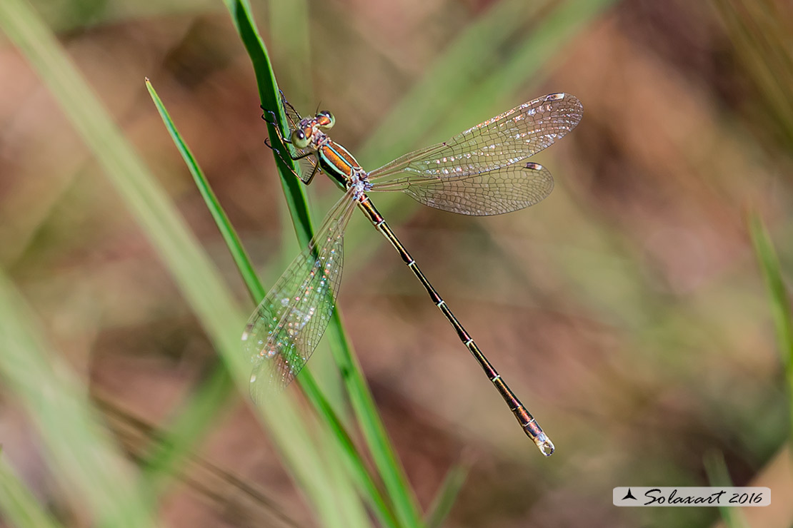 Lestes barbarus: - Verdina barbara (maschio) - Southern Emerald Damselfly (male)