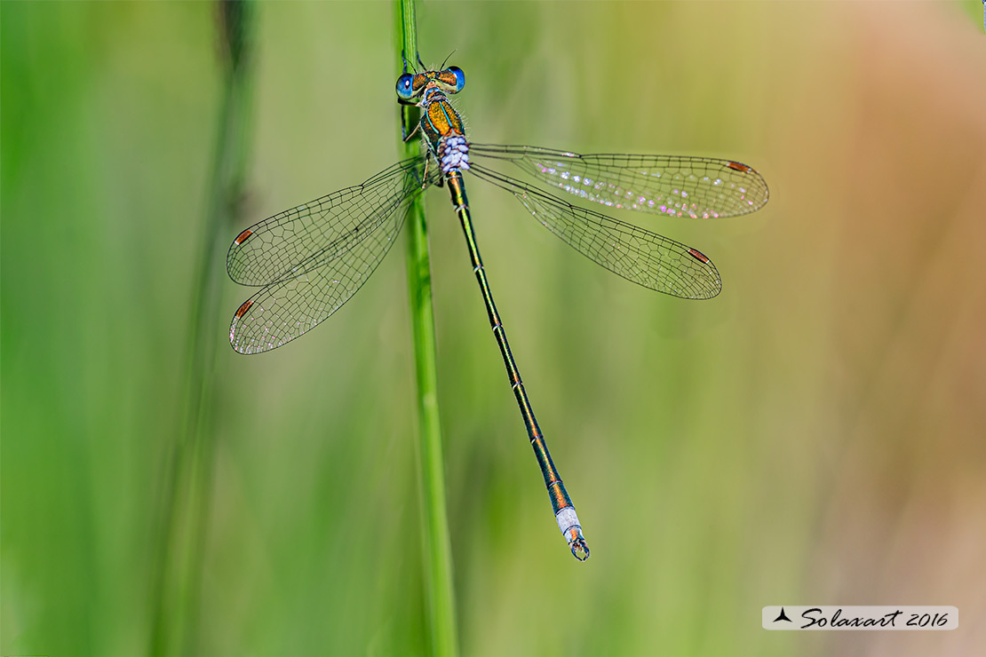 Lestes barbarus: - Verdina barbara (maschio) - Southern Emerald Damselfly (male)