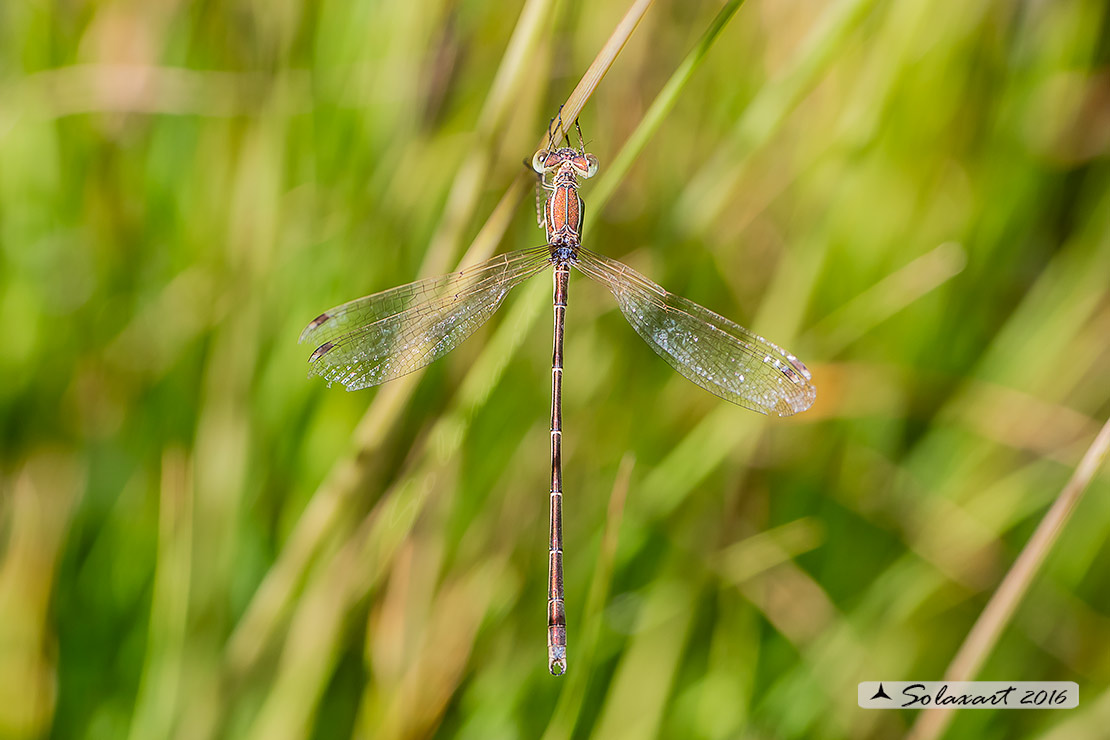 Lestes barbarus: - Verdina barbara (maschio) - Southern Emerald Damselfly (male)