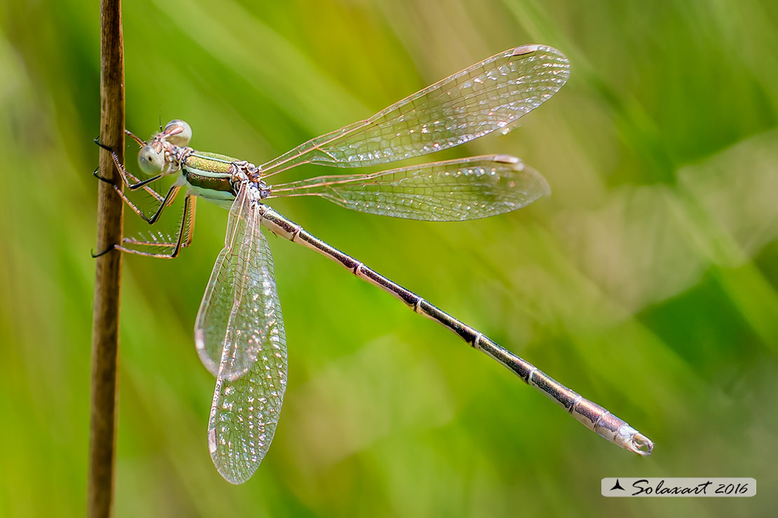 Lestes barbarus: - Verdina barbara (maschio immaturo) - Southern Emerald Damselfly (juvenile male)