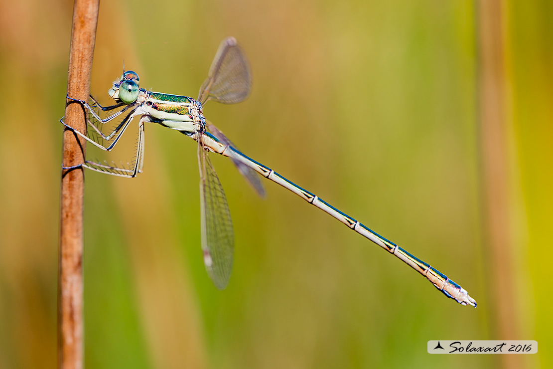 Lestes barbarus: - Verdina barbara (maschio) - Southern Emerald Damselfly (male)