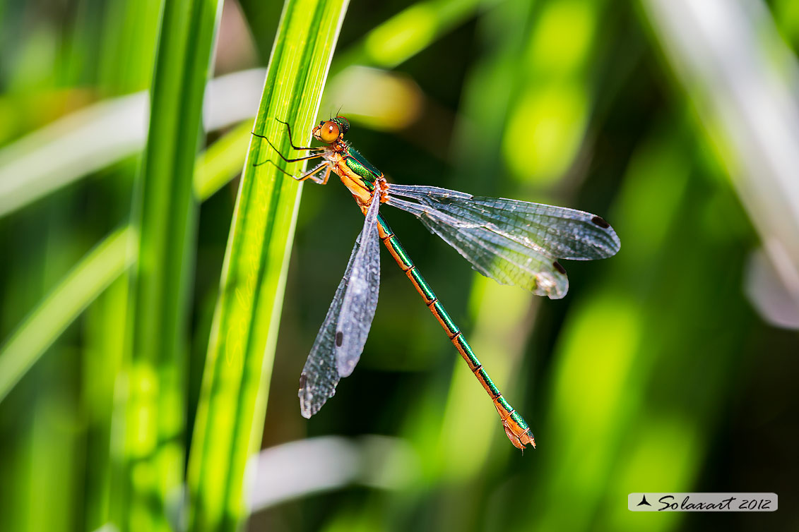 Lestes dryas (femmina); Emerald Damselfly (female)