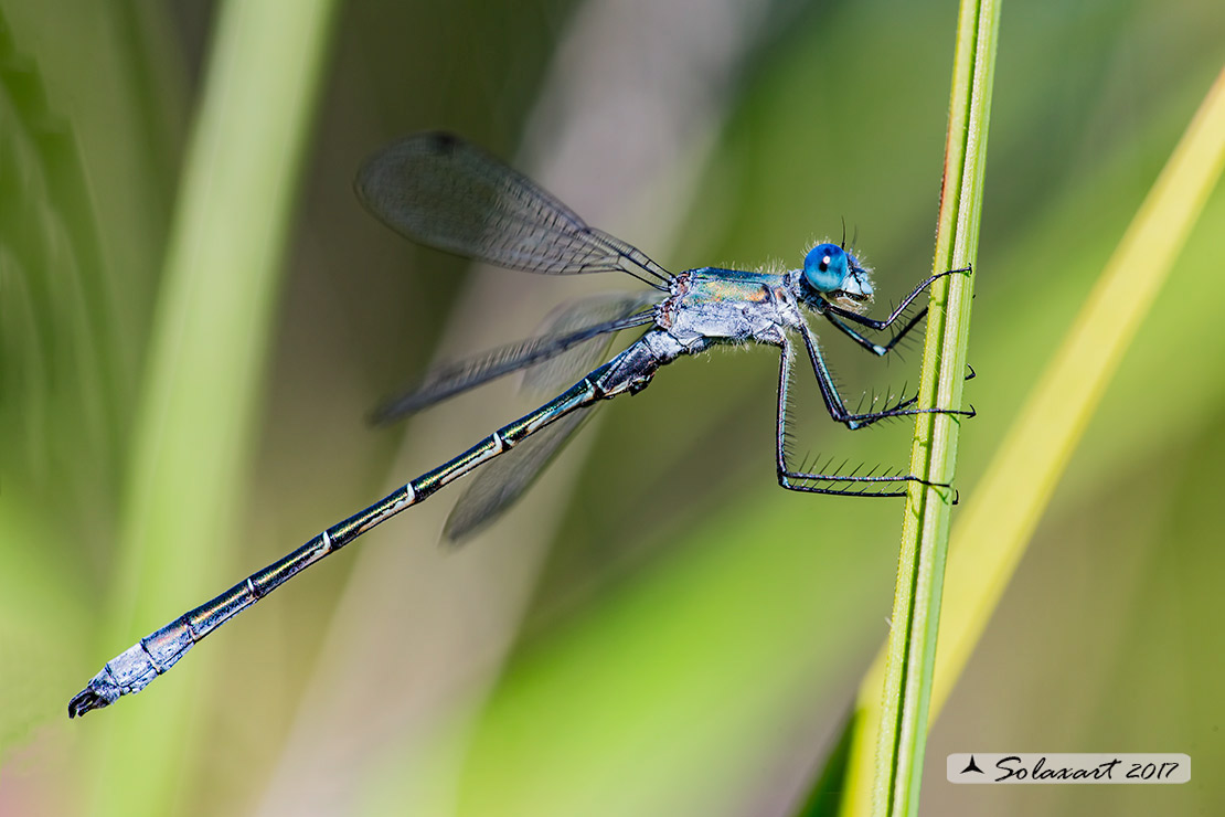 Lestes dryas (maschio); Emerald Damselfly (male)