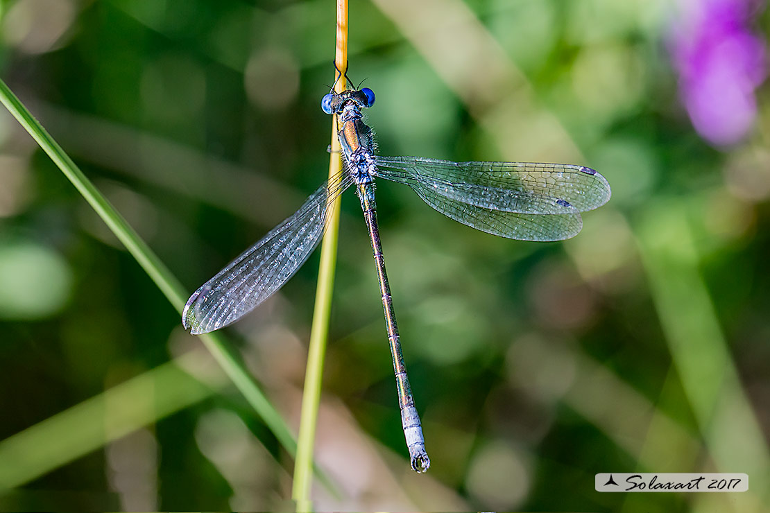 Lestes dryas (maschio); Emerald Damselfly (male)