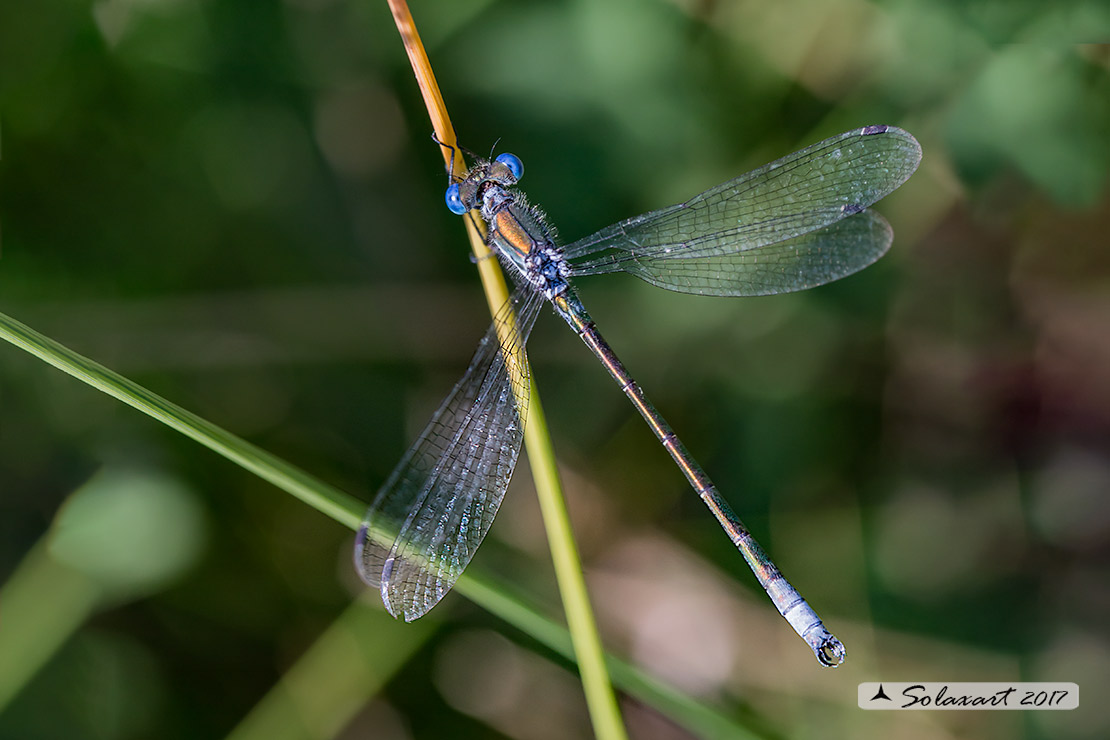 Lestes dryas (maschio); Emerald Damselfly (male)