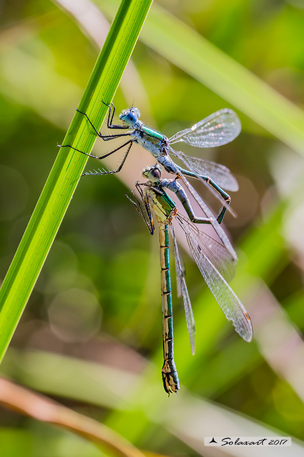 Lestes dryas: (preliminari per l'accoppiamento) ;   Emerald Damselfly (Preliminary for the coupling)