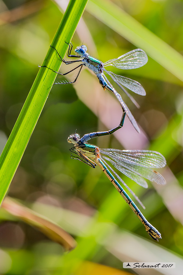 Lestes dryas: (preliminari per l'accoppiamento) ;   Emerald Damselfly (Preliminary for the coupling)