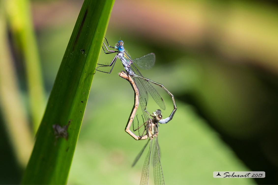 Lestes sponsa (copula)  -    Emerald Damselfly (male)