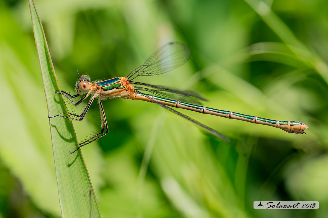 Lestes sponsa (femmina); Emerald Damselfly (female)