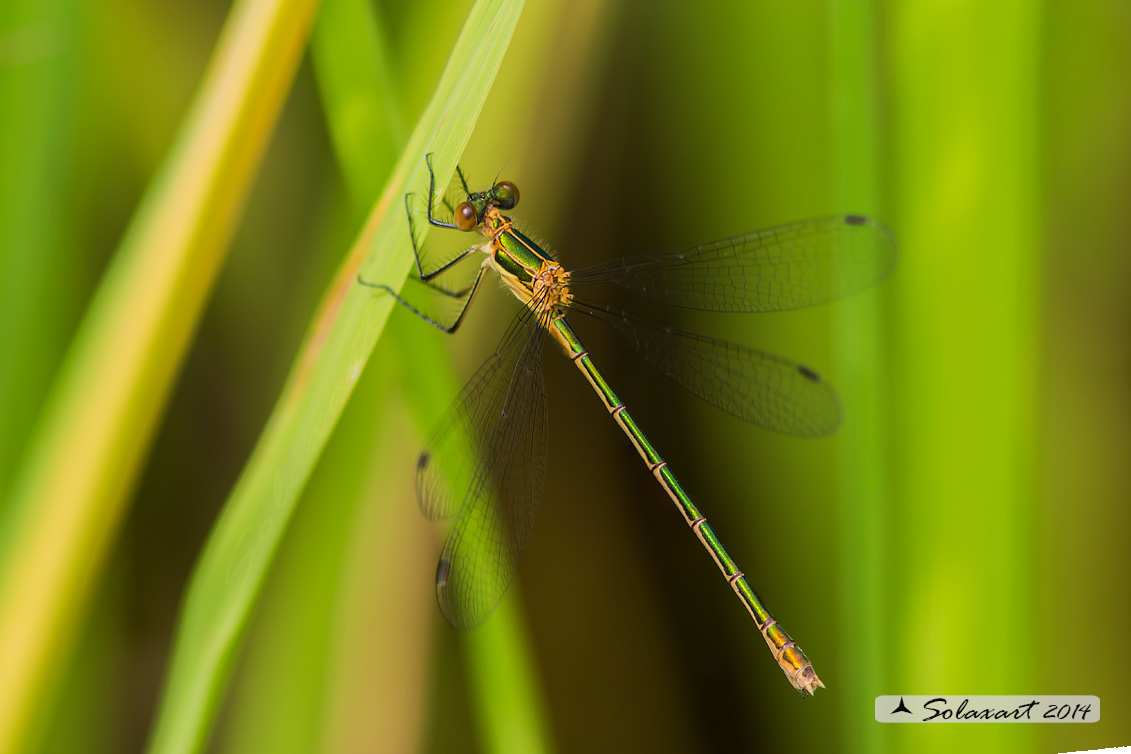 Lestes sponsa (femmina)  -    Emerald Damselfly (female)
