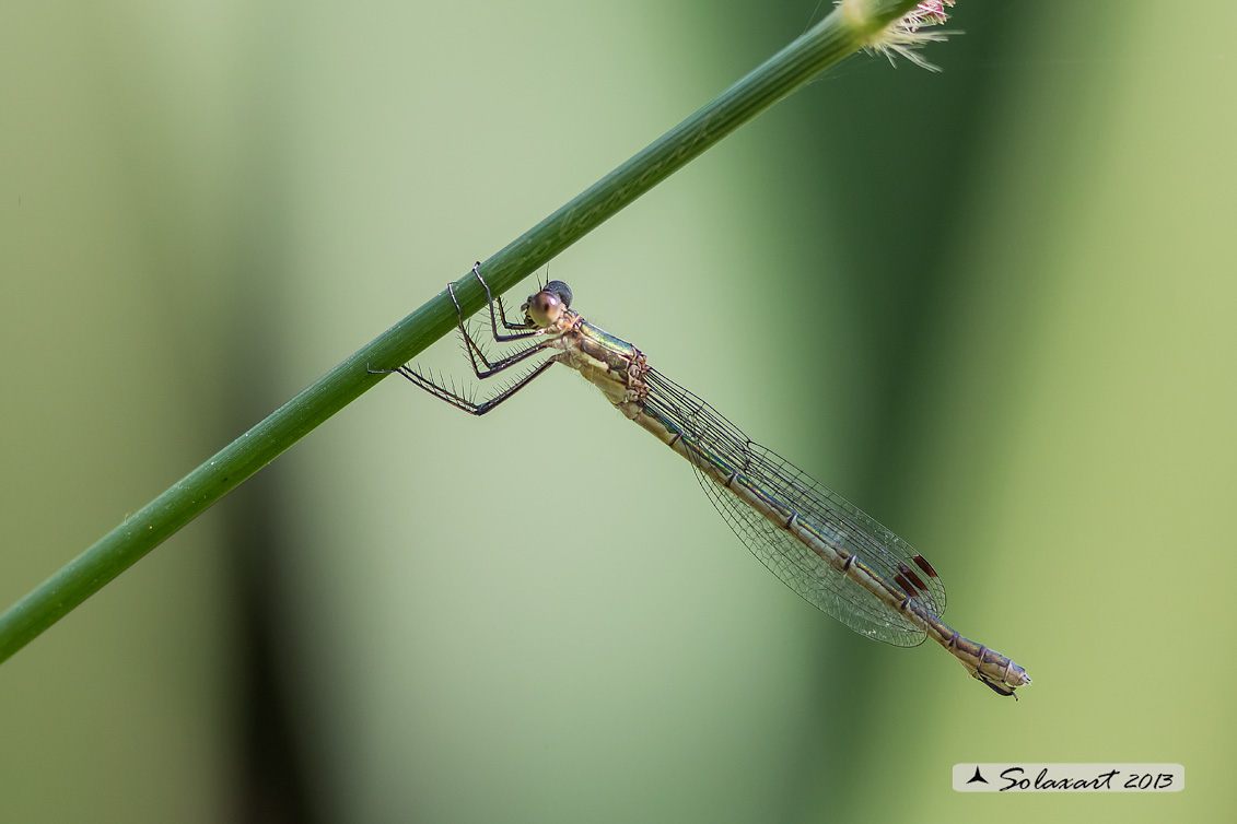 Lestes sponsa (femmina) -  Emerald Damselfly (female)