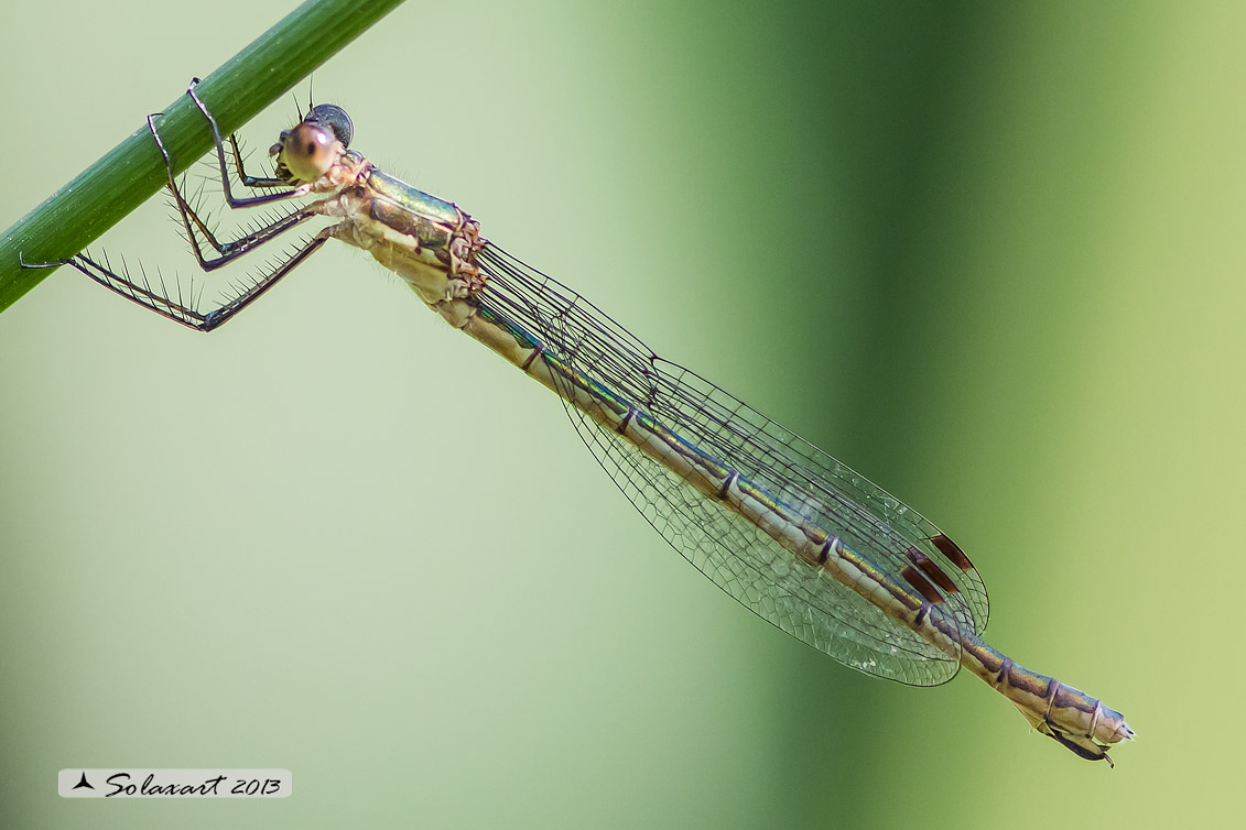 Lestes sponsa (femmina) -  Emerald Damselfly (female)