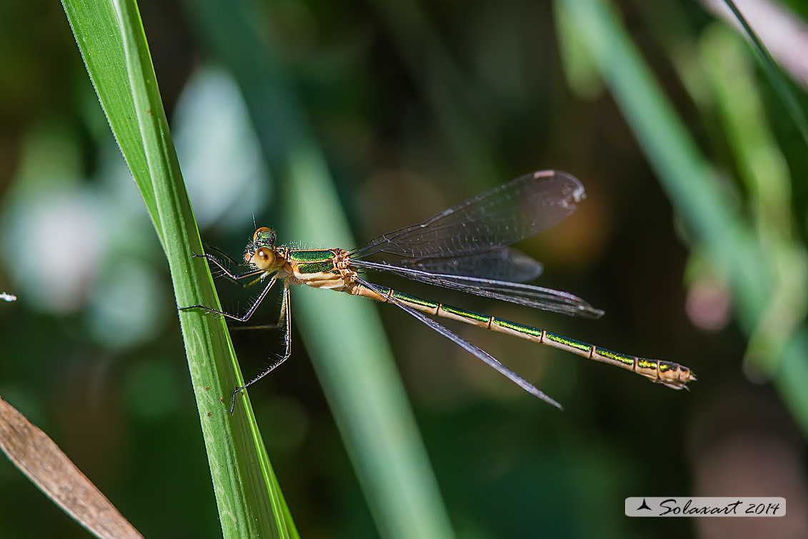 Lestes sponsa (femmina)  -    Emerald Damselfly (female)