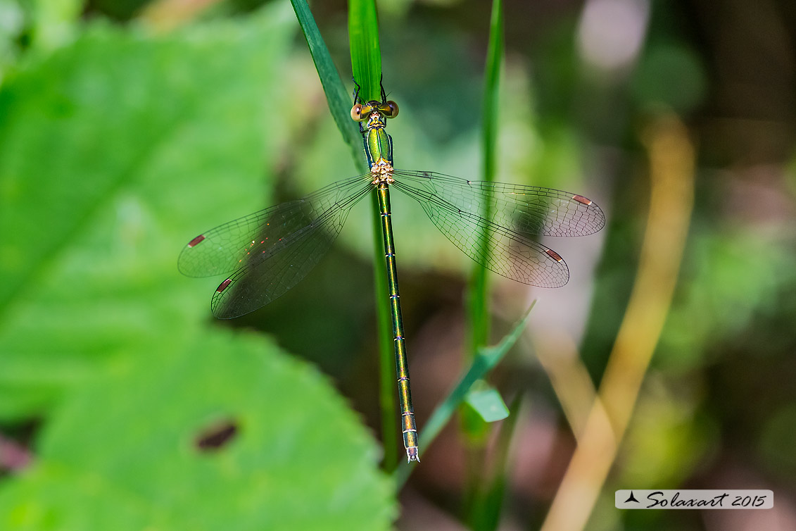 Lestes sponsa (femmina)  -    Emerald Damselfly (female)