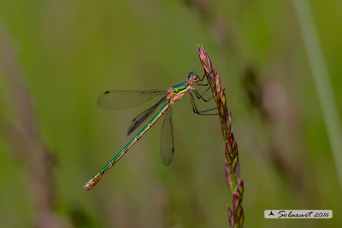 Lestes sponsa (femmina)    ;    Emerald Damselfly (female)