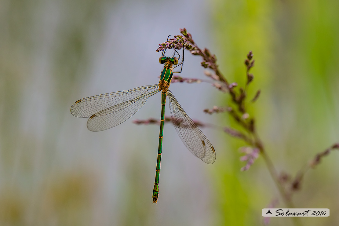 Lestes sponsa (femmina)    ;    Emerald Damselfly (female)