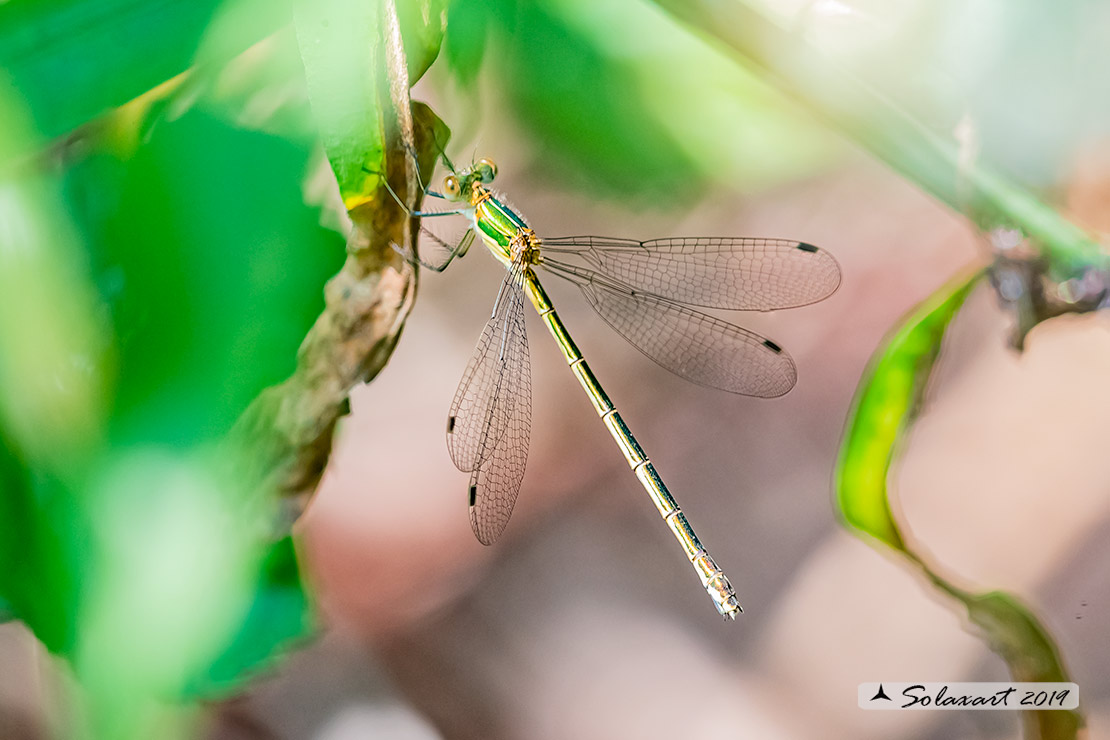 Lestes sponsa (femmina); Emerald Damselfly (female)