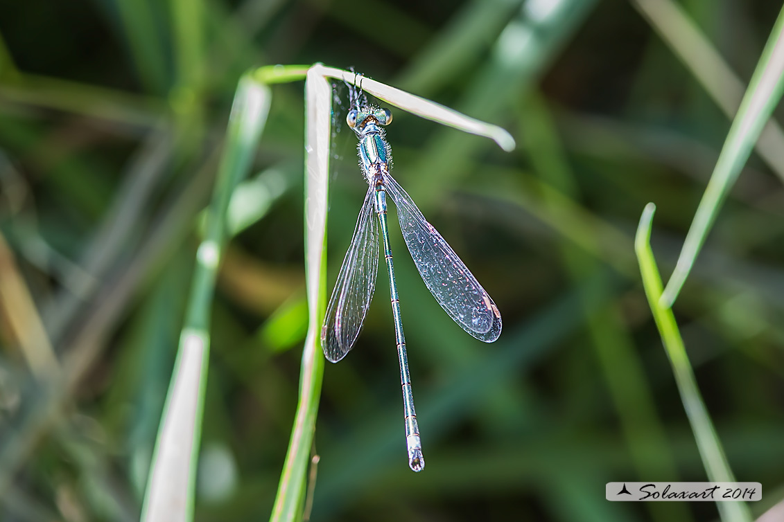Lestes sponsa (maschio); Emerald Damselfly (male)