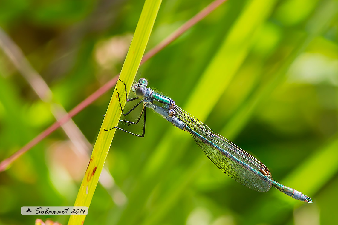 Lestes sponsa (maschio); Emerald Damselfly (male)
