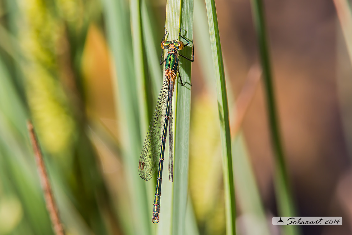 Lestes sponsa (maschio); Emerald Damselfly (male)