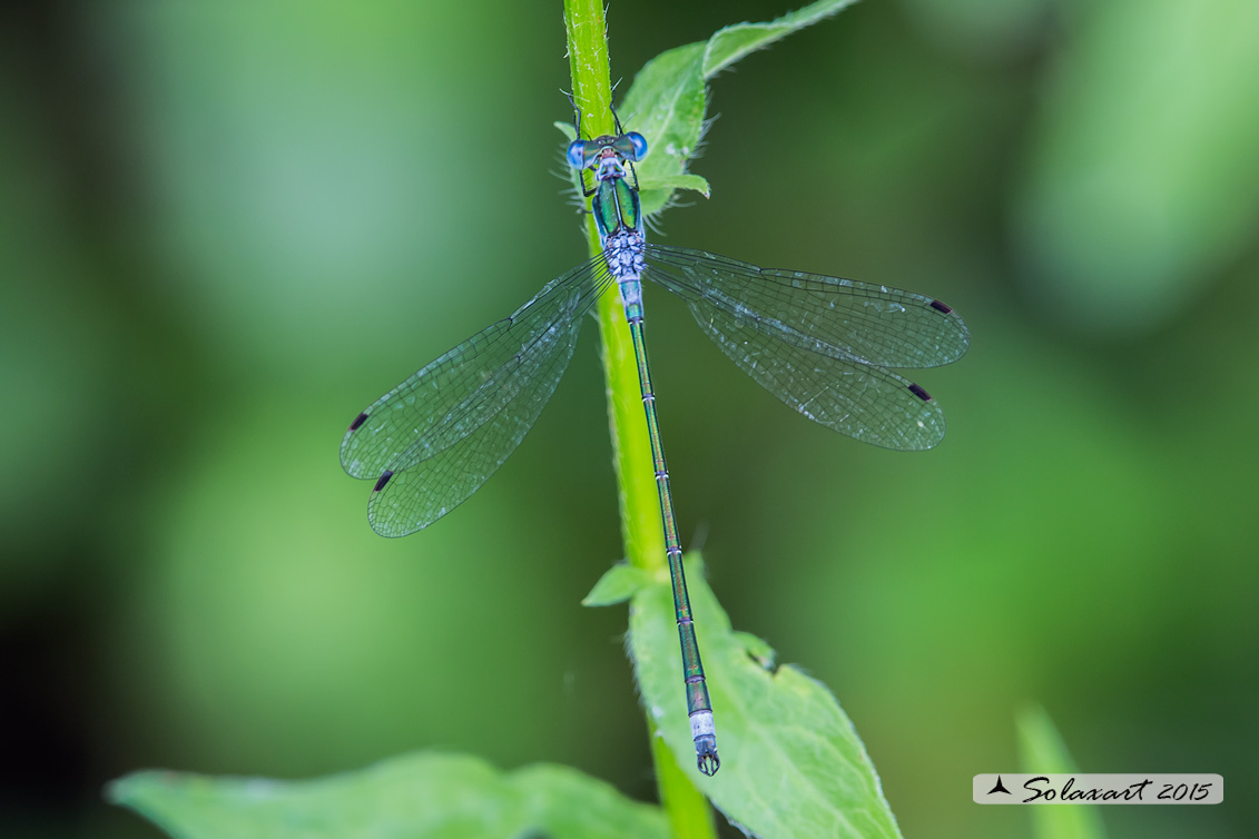 Lestes sponsa (maschio); Emerald Damselfly (male)